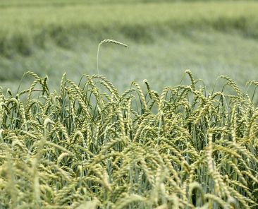 f2m-bub-01-26-Dinkel-feld