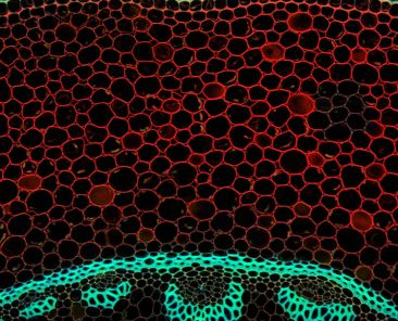 f2m-bub-04-25-Forschung-Mikroskopie