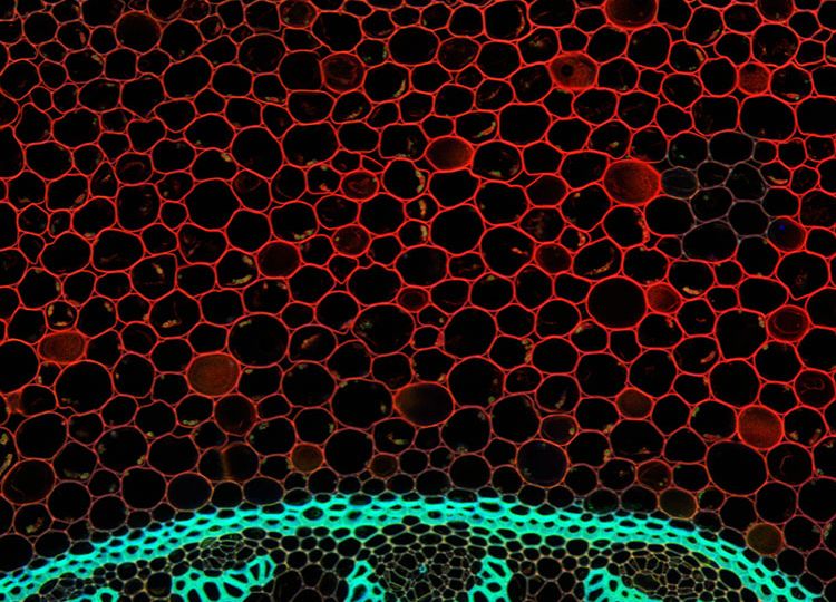 f2m-bub-04-25-Forschung-Mikroskopie