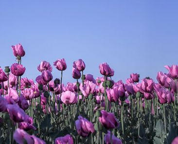 f2m-bub-04-25-Zutaten-Mohnblumemfeld