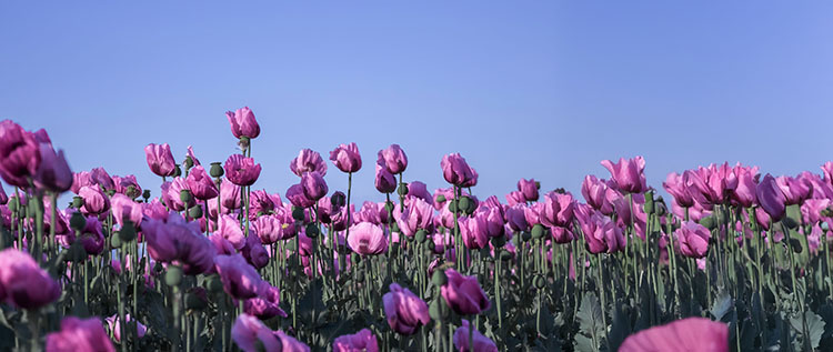 f2m-bub-04-25-Zutaten-Mohnblumemfeld